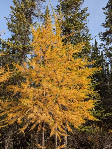tamarack