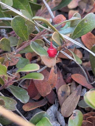 bearberry