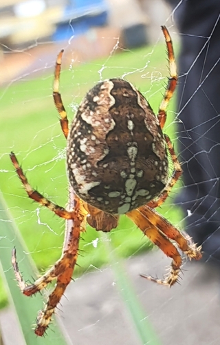 Cross Orbweaver