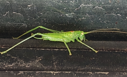 Southern Oak Bush-cricket