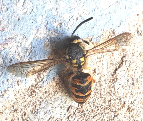 German Yellowjacket