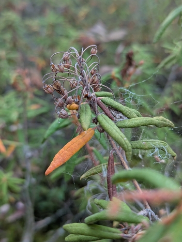 Bog Labrador Tea