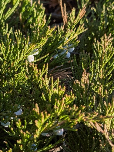 creeping juniper