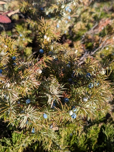 common juniper