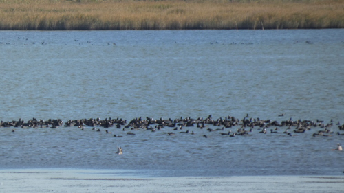 Eurasian Coot
