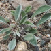 Astragalus vallestris - Photo (c) Khaliunaa Khurelbaatar, todos los derechos reservados, uploaded by Khaliunaa Khurelbaatar