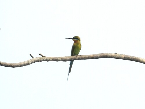 Blue-tailed Bee-eater