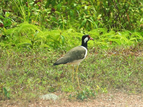 Red-wattled Lapwing
