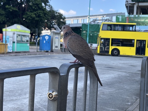 Spotted Dove