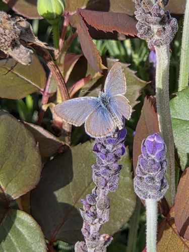 Lesser Grass Blue
