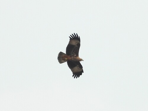 Brahminy Kite (Sunda)