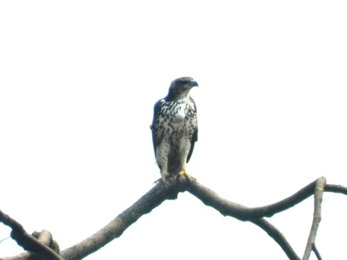 Changeable Hawk-Eagle