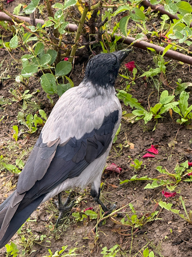 Hooded Crow