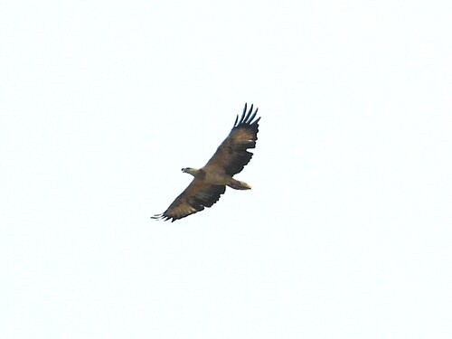 White-bellied Sea-Eagle