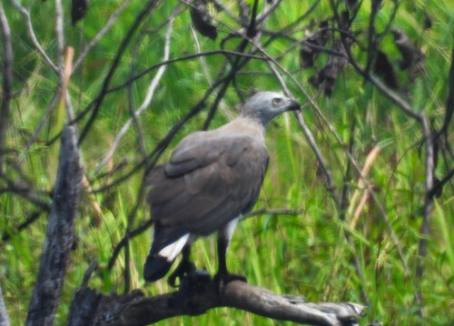 Gray-headed Fish-Eagle