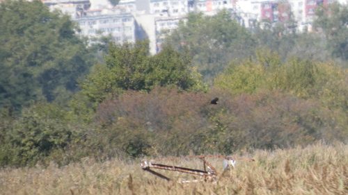 Western Marsh Harrier