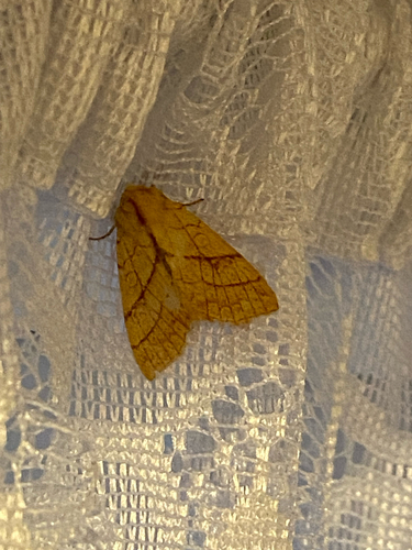 Orange Sallow