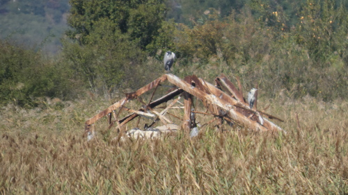 Grey Heron
