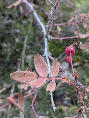 Prickly Wild Rose