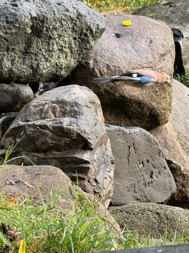 Eurasian Jay