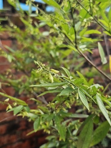 Ohwia caudata