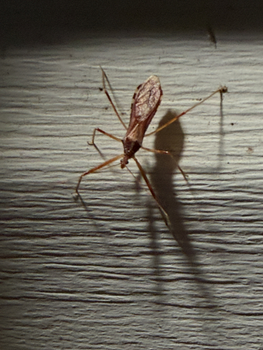 Ring-horned Assassin Bug