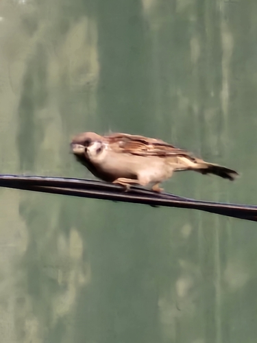 Passer montanus saturatus