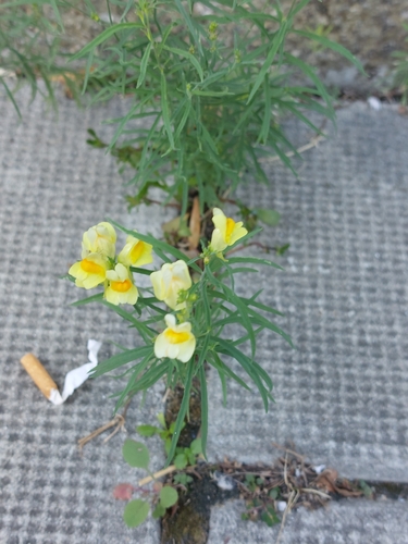 common toadflax