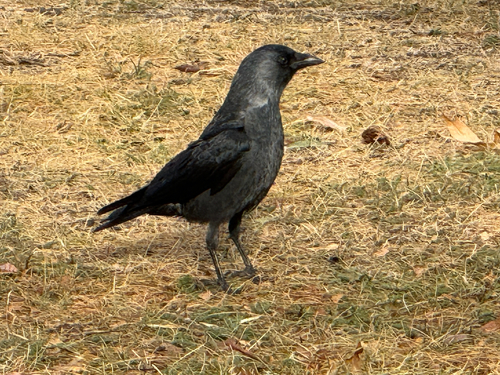 Eurasian Jackdaw