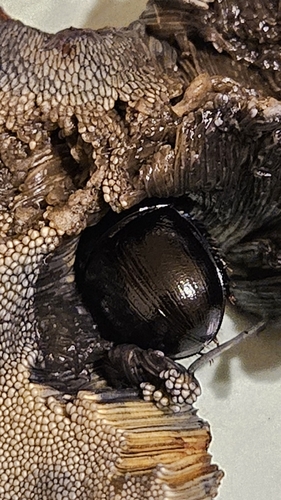 Woodland Dor Beetle