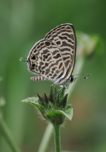 Zebra Blue