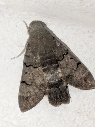 Eurasian Hummingbird Hawkmoth