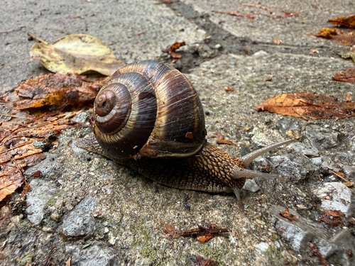 Turkish Snail