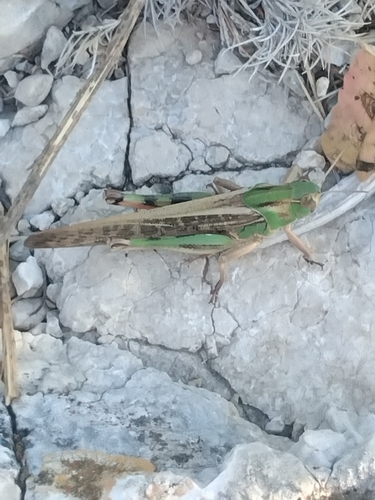 Migratory Locust