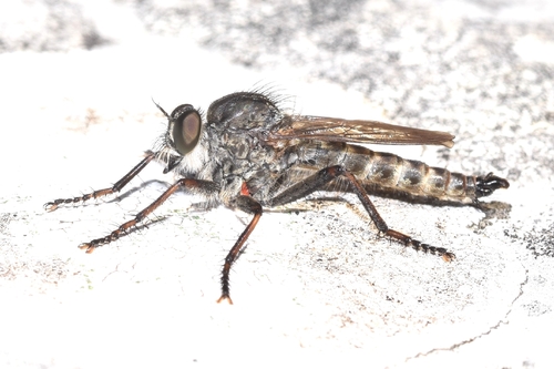 kite-tailed robberfly