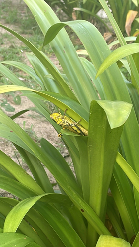 Javanese Grasshopper