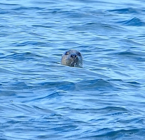 Grey Seal
