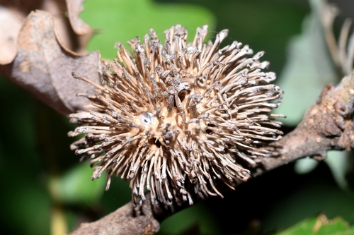 Hedgehog Gall Wasp