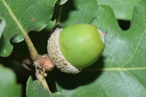 downy oak