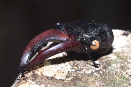 Lucanus cervus cervus