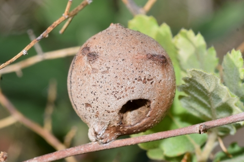 Andricus quercustozae