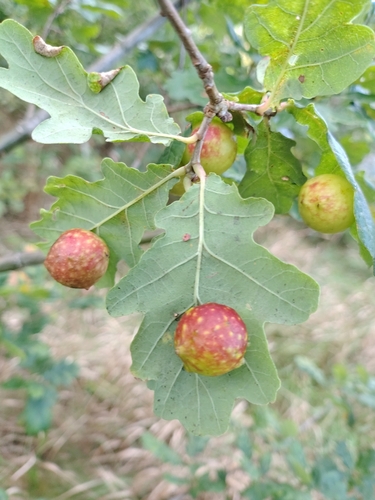 Cherry Gall Wasp