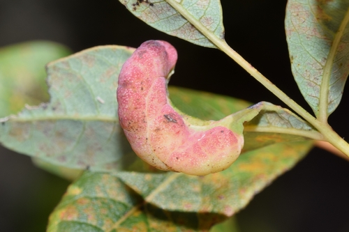 Pistachio-Grass Root Aphid