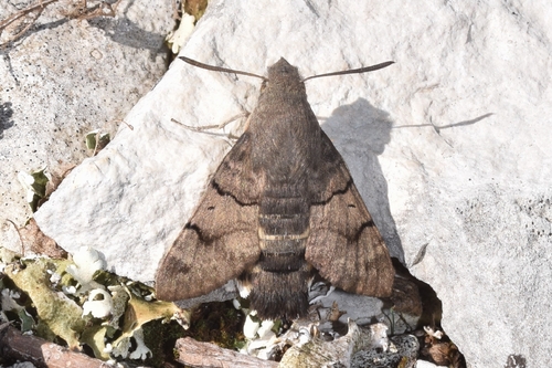 Eurasian Hummingbird Hawkmoth