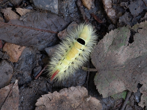 Pale Tussock Moth