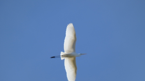 Great Egret