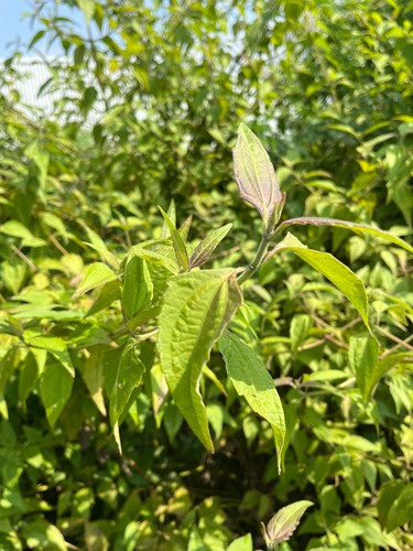 Siam weed