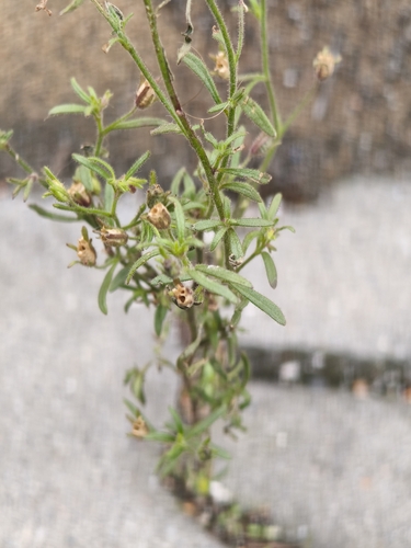 dwarf snapdragon