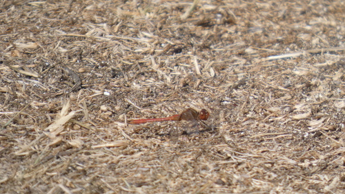Southern Darter