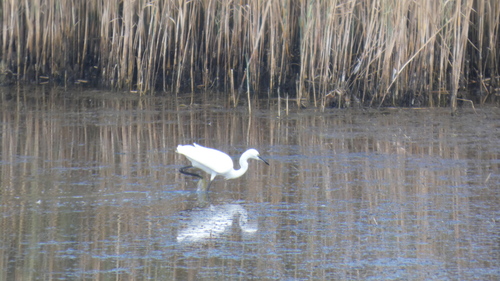 Little Egret